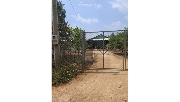 BÁN VƯỜN SẦU RIÊNG ĐẤT ĐỒNG NAI 240.TIẺU