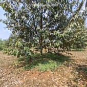 BÁN VƯỜN SẦU RIÊNG ĐẤT ĐỒNG NAI 240.TIẺU