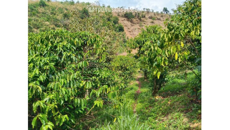 HOT HOT – BÁN VƯỜN VIEW ĐẸP – CÓ NHÀ GỖ KIÊN CỐ Tại Xã Lộc Nam, Huyện Bảo Lâm, Tỉnh Lâm Đồng