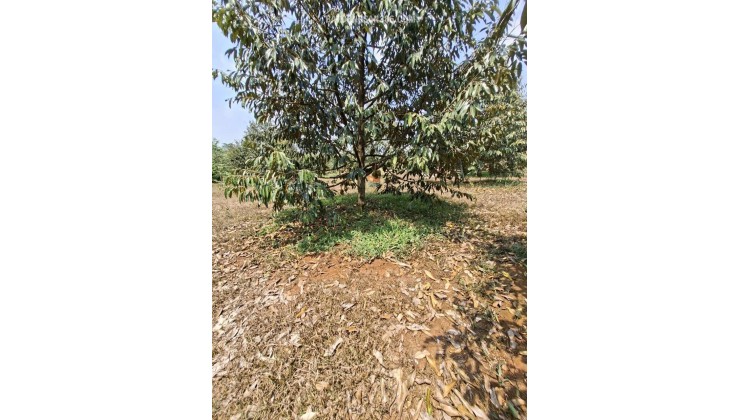CHÍNH CHỦ  BÁN 4000M2 SỔ HỒNG RIÊNG 428t(HẠ GIÁ CÒN 400).TRIEU MY2149