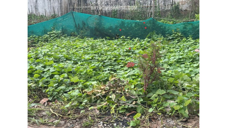 BÁN ĐẤT DƯƠNG QUANG GIA LÂM DT 45M2 GẦN Ô TÔ TRƯỜNG HỌC CÁC CẤP PHÂN KHÚC HỮU HẠN NHỈNH 2 TỶ