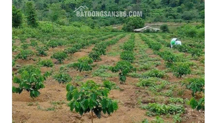  Deal đất vàng ĐAK HÀ - Cơ hội đầu tư giữ tiền cực thơm! 