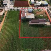 BÁN ĐẤT Ở BỒNG LAI - ĐỨC TRỌNG