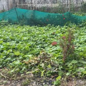 BÁN ĐẤT DƯƠNG QUANG GIA LÂM DT 45M2 GẦN Ô TÔ TRƯỜNG HỌC CÁC CẤP PHÂN KHÚC HỮU HẠN NHỈNH 2 TỶ