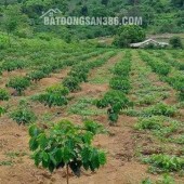 Chủ đất cần tiền xoay vòng, bán gấp lô đất cực đẹp đường Nguyễn Bỉnh Khiêm,Đăk Hà, TP.Kon Tum.