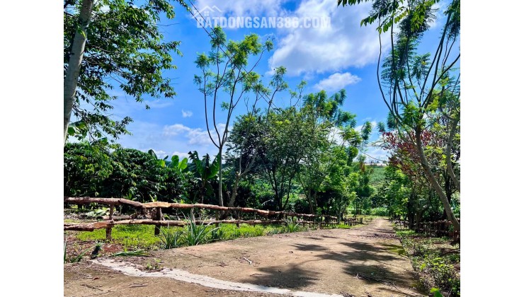 Bán Đất Nam Hà 1.000m² Hai Mặt Tiền – Có Sẵn Cà Phê Thu Hoạch, Không Gian Xanh Ven Đà Lạt