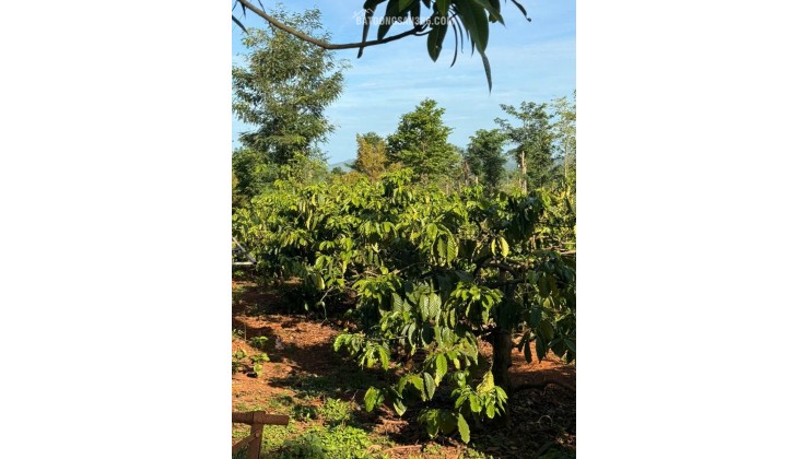 ĐẤT ĐẸP - GIÁ TỐT - Bán GẤP Lô Đất Tiềm Năng Tại Xã Ea M'Droh, Cư M'gar, Đắk Lắk