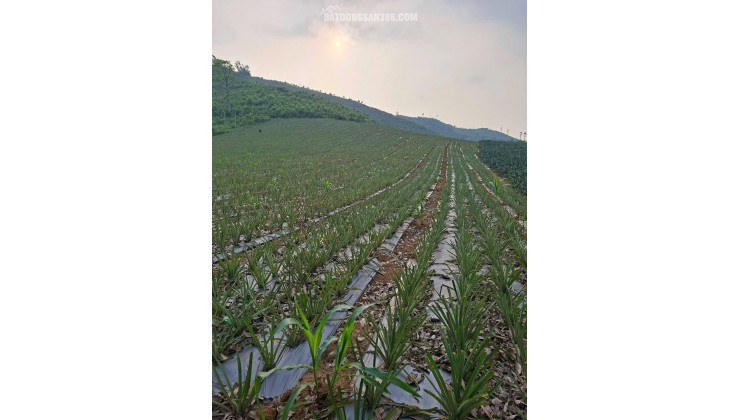 ĐẤT ĐẸP- GIÁ ƯU ĐÃI CHÍNH CHỦ CẦN TIỀN BÁN NHANH LÔ ĐẤT TẠI huyện Thạch Thành tỉnh Thanh Hóa
