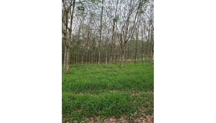 ĐẤT ĐẸP- GIÁ ƯU ĐÃI CHÍNH CHỦ CẦN TIỀN BÁN NHANH LÔ ĐẤT TẠI huyện Thạch Thành tỉnh Thanh Hóa