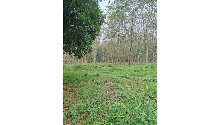 ĐẤT ĐẸP- GIÁ ƯU ĐÃI CHÍNH CHỦ CẦN TIỀN BÁN NHANH LÔ ĐẤT TẠI huyện Thạch Thành tỉnh Thanh Hóa