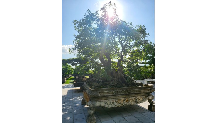 MỘT KHÔNG GIAN NHÀ VƯỜN HIẾM CÓ TẠI TRUNG TÂM HOÀNH BỒ - HẠ LONG