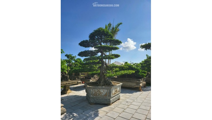 MỘT KHÔNG GIAN NHÀ VƯỜN HIẾM CÓ TẠI TRUNG TÂM HOÀNH BỒ - HẠ LONG