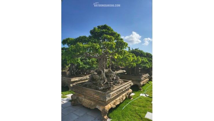 MỘT KHÔNG GIAN NHÀ VƯỜN HIẾM CÓ TẠI TRUNG TÂM HOÀNH BỒ - HẠ LONG