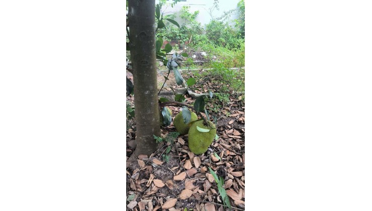 BÁN BIỆT THỰ SÂN VƯỜN MINI LONG VÂN – QUY NHƠN