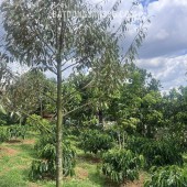 NHÀ VƯỜN NGHỈ DƯỠNG GIỮA VƯỜN CÂY ĂN TRÁI – KHÔNG GIAN SỐNG XANH HIẾM GẶP VEN ĐÀ LẠT