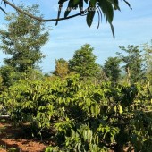 ĐẤT ĐẸP - GIÁ TỐT - Bán GẤP Lô Đất Tiềm Năng Tại Xã Ea M'Droh, Cư M'gar, Đắk Lắk