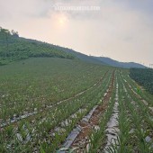 ĐẤT ĐẸP- GIÁ ƯU ĐÃI CHÍNH CHỦ CẦN TIỀN BÁN NHANH LÔ ĐẤT TẠI huyện Thạch Thành tỉnh Thanh Hóa