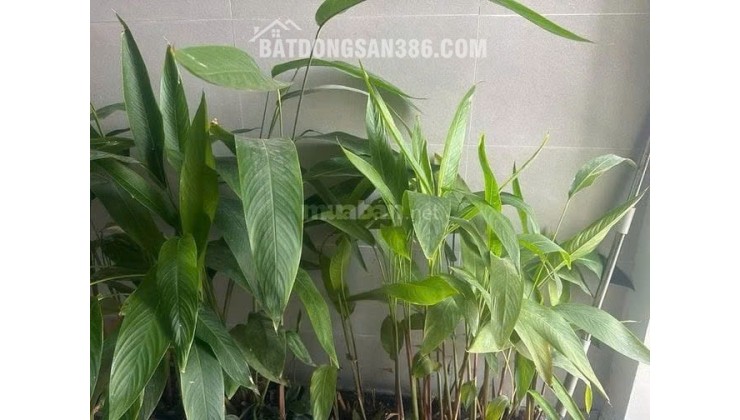 Chính chủ cho thuê Căn hộ HAGL 3pn, dt 117m2, 72 Hàm Nghi, P Thanh Khê, TP Đà Nẵng
