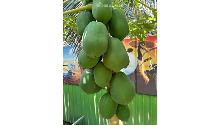 BÁN TRƯỜNG MẦN NON THÔN GÒ SẠN, XÃ BẮC PHONG, HUYỆN THUẬN BẮC. LH:0906000199.