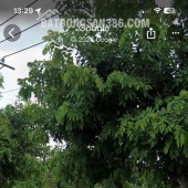Chính chủ cho thuê đất ruộng mặt tiền đường Nguyễn Văn Bứa, Xã Xuân Thới Sơn, Huyện Hóc Môn, TPHCM