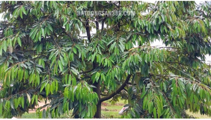 CHÍNH CHỦ BÁN 1,8 HA ĐẤT VƯỜN – CÓ SẴN NHÀ, 2 HỒ TƯỚI, SẦU RIÊNG VÀ CÀ PHÊ