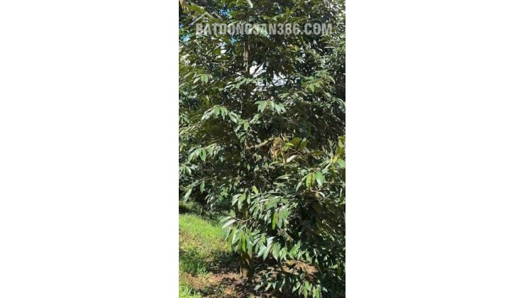 CHÍNH CHỦ BÁN 1,8 HA ĐẤT VƯỜN – CÓ SẴN NHÀ, 2 HỒ TƯỚI, SẦU RIÊNG VÀ CÀ PHÊ