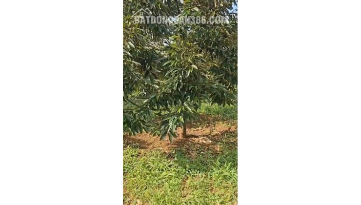 CHÍNH CHỦ BÁN 1,8 HA ĐẤT VƯỜN – CÓ SẴN NHÀ, 2 HỒ TƯỚI, SẦU RIÊNG VÀ CÀ PHÊ