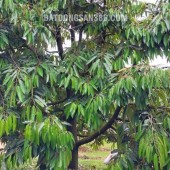 CHÍNH CHỦ BÁN 1,8 HA ĐẤT VƯỜN – CÓ SẴN NHÀ, 2 HỒ TƯỚI, SẦU RIÊNG VÀ CÀ PHÊ