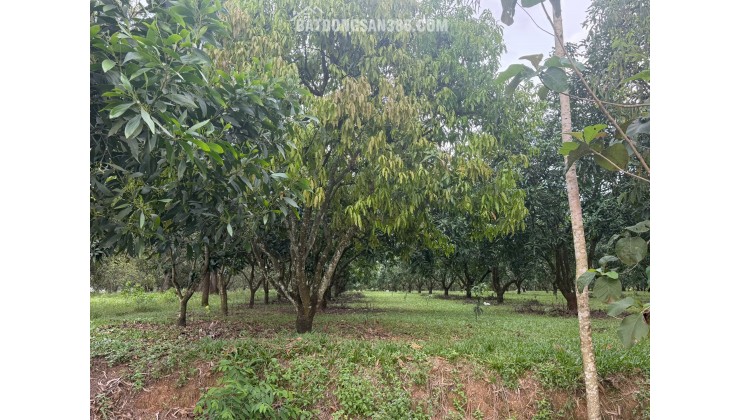Bán Đất Nền Gia Kiệm, Thống Nhất – Mặt Tiền Quy Hoạch Giao Thông Lớn – Giá Chỉ 2 Tỷ 4