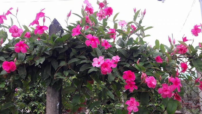 5 loài hoa chịu nắng chịu gió cực tốt, tha h trng trên ban công hướng Tây để ngôi nhà nhỏ thêm rực rỡ