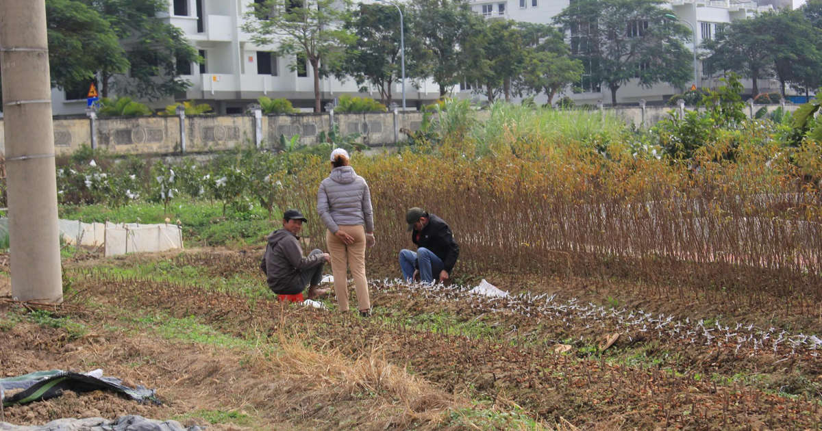 Đến lượt Hà Nội tạm dừng phân lô, tách thửa với đất nông nghiệp