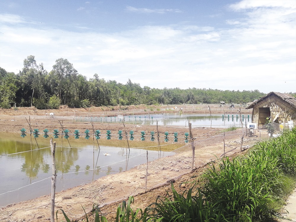 "Sốt" đất nuôi tôm ở xã đảo Long Hòa Tỉnh Trà Vinh