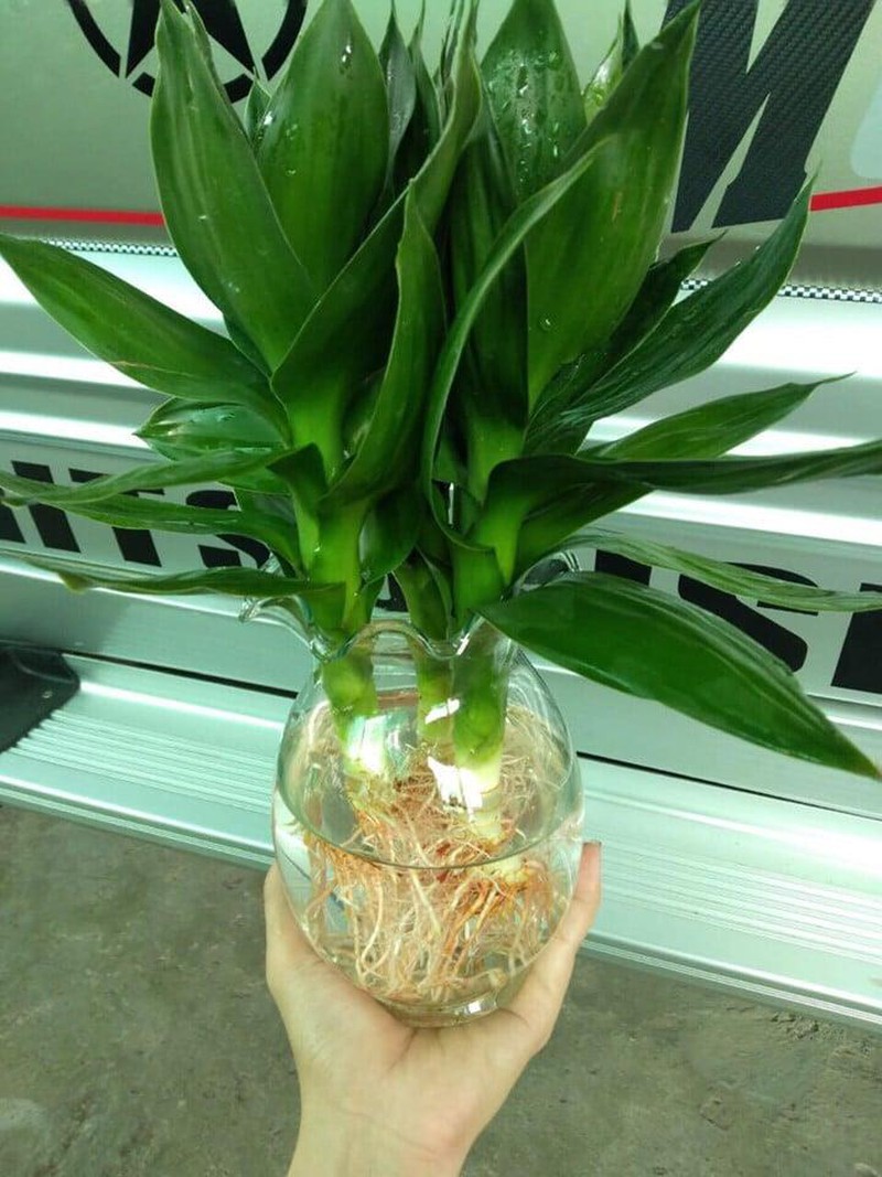vi-tri-trong-cay-phong-thuy-mang-lai-tai-loc-may-man-cho-gia-chu-hinh-4.jpg